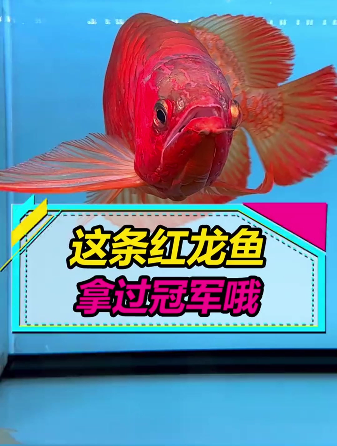拿过冠军的红龙鱼,身价蹭蹭上涨,嘴欠问了价格,老板说60万!