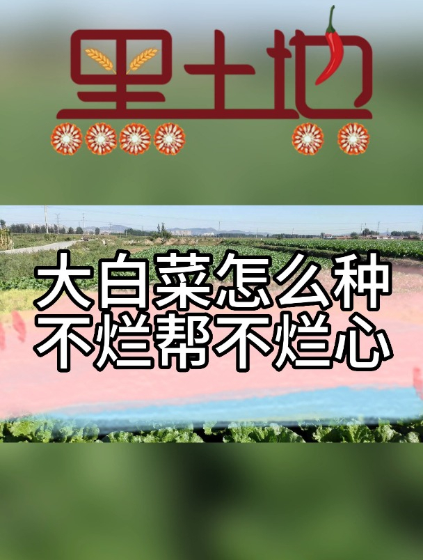 大白菜怎么种 不烂帮不烂心