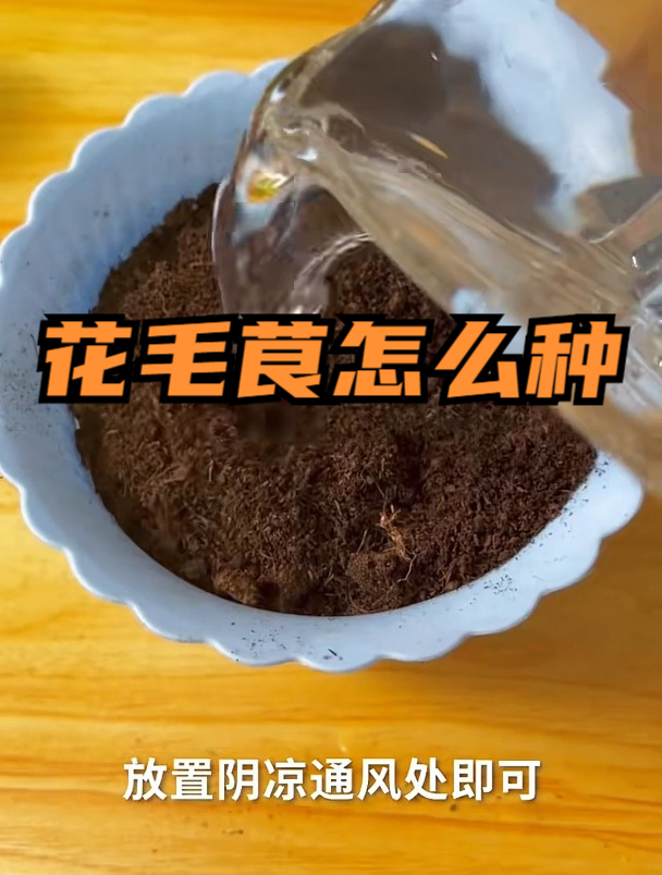 花毛茛怎么种不倒伏?牢记这个细节,发芽快枝叶繁茂