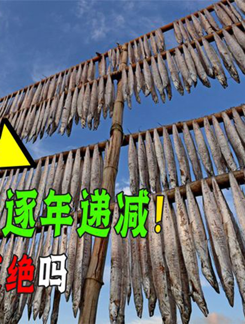 国人每年吃掉100万吨带鱼!带鱼产量逐年递减,它会被吃灭绝吗?