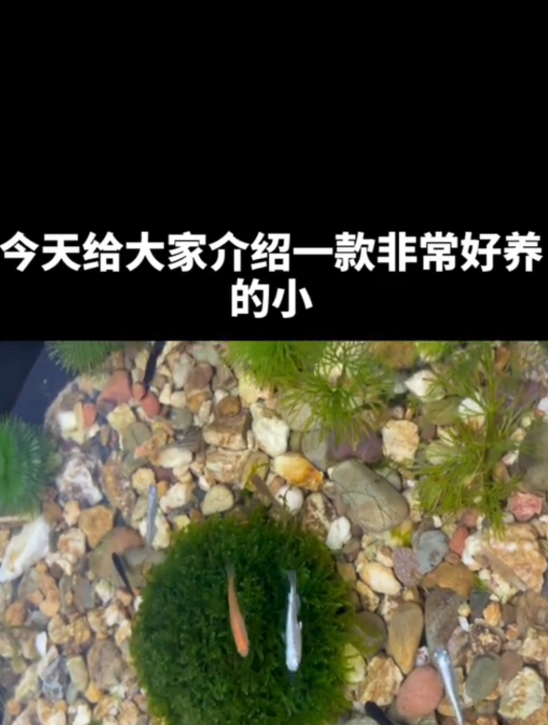 微景观适合养什么鱼?给大家介绍一种很好玩的小型鱼——观背青鳉
