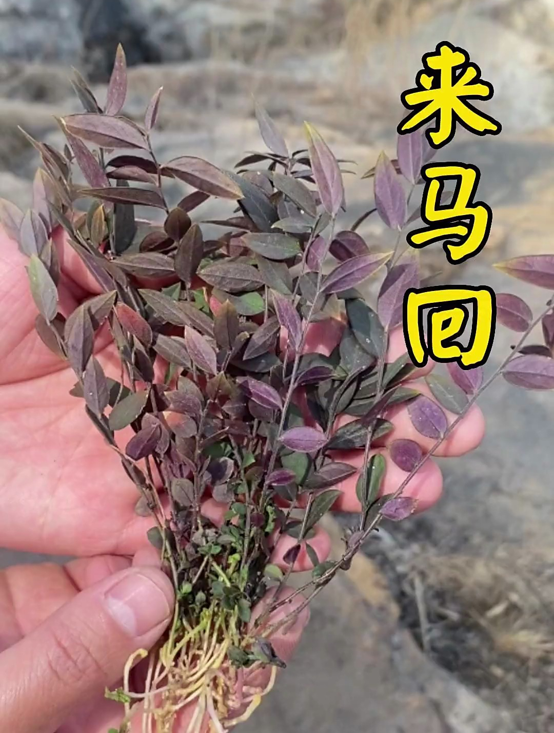 好草药,来马回,又名瓜子金,知道的都说好!