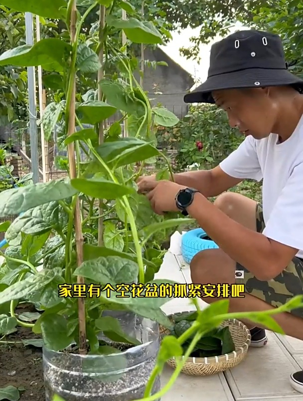 它长叶子像“猪耳”,是少有的爬藤蔬菜,营养价值高,夏季别错过