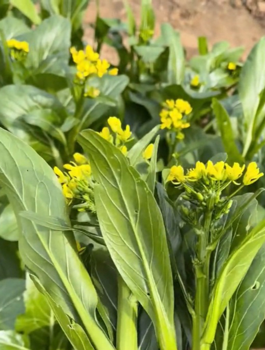 简单易做的“四九菜心”,好吃又好种,花开更漂亮!