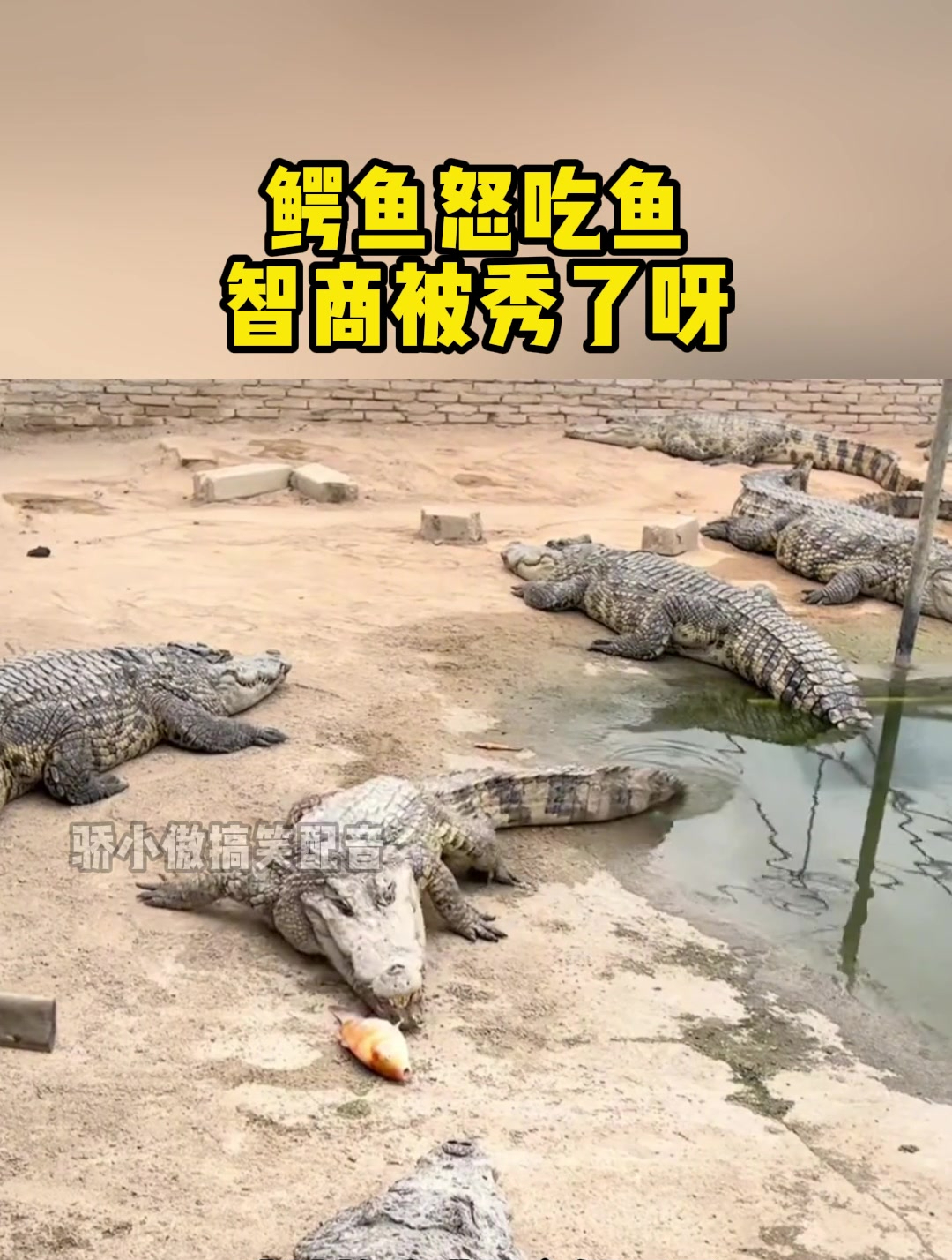鳄鱼怒吃鱼,智商被秀了呀