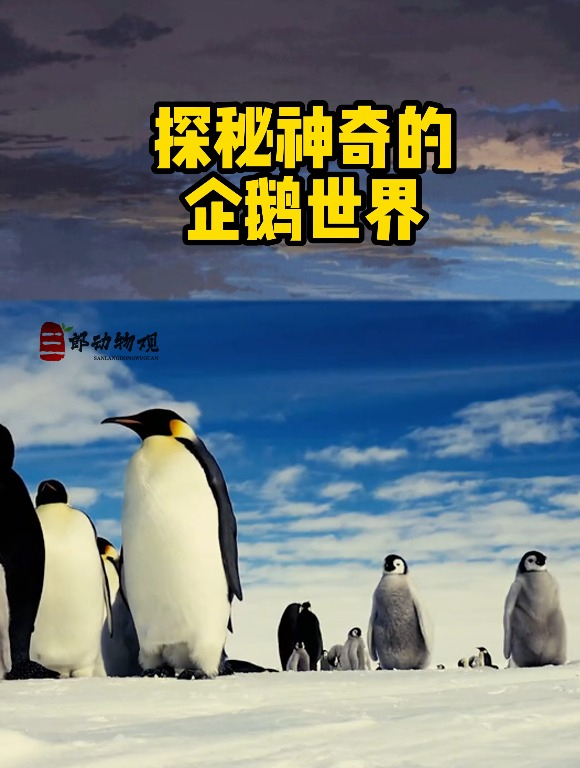 探秘神奇的,企鹅世界