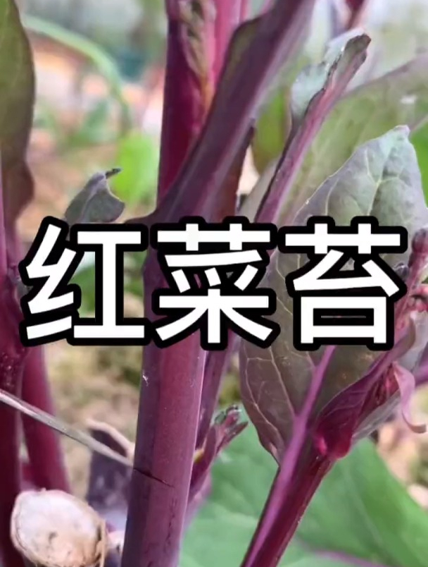 种植红菜苔高产“秘诀”,方法很简单,一盆就能收获很多!