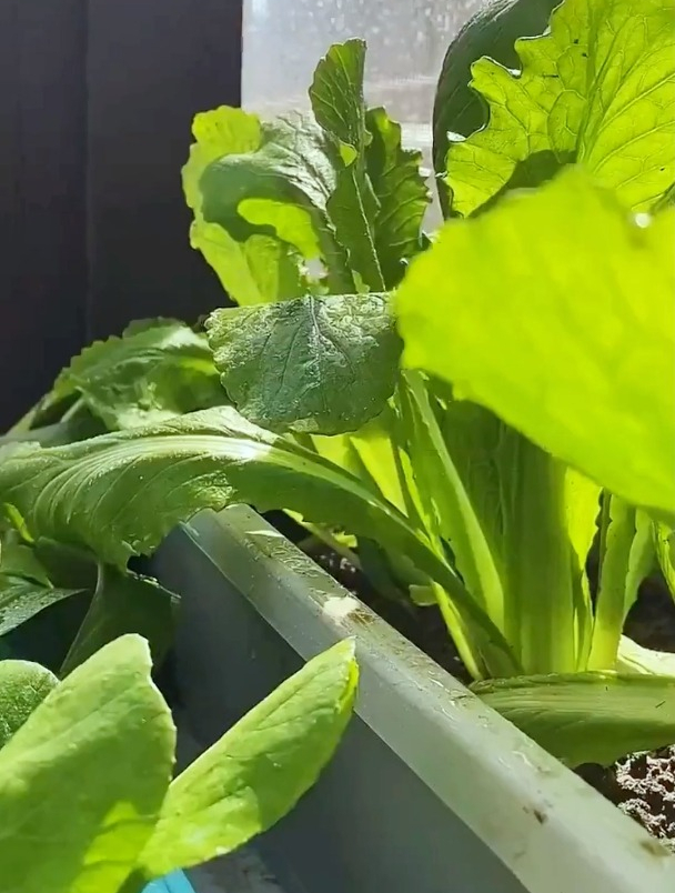 阳台盆栽种植小白菜盆盆饱满小技巧,一次种10来盆,吃都吃不完!