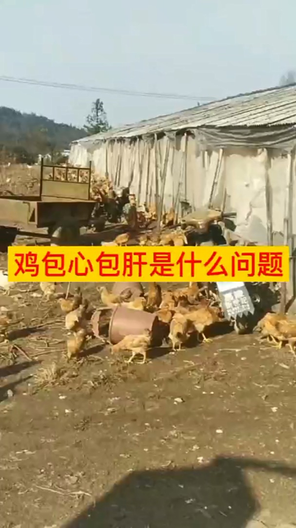 鸡包心包肝是什么引起的 鸡雏包心包肝的原因 鸡包心是什么病 鸡包心包肝用什么