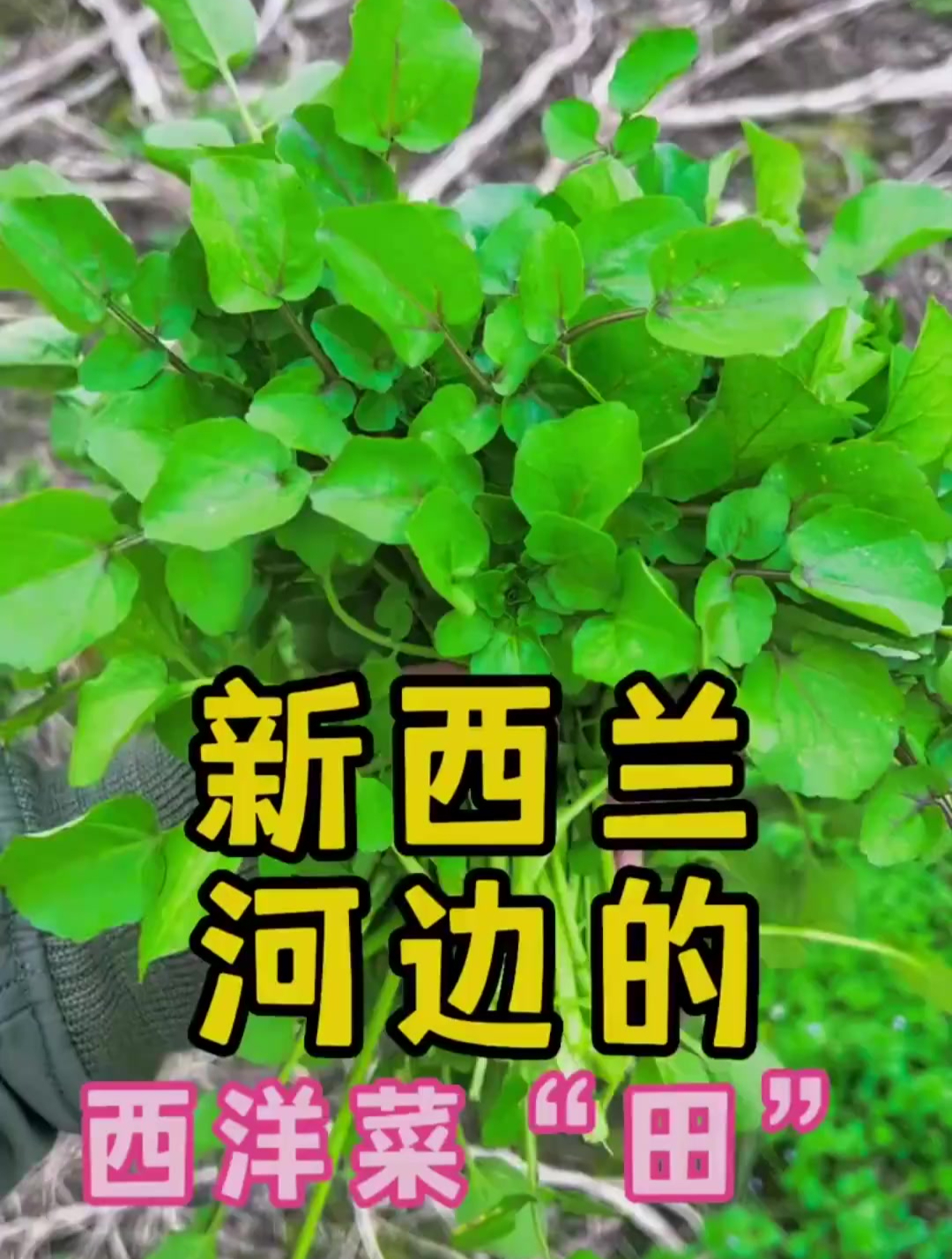 在新西兰河边发现一大片西洋菜田,野菜随便摘!