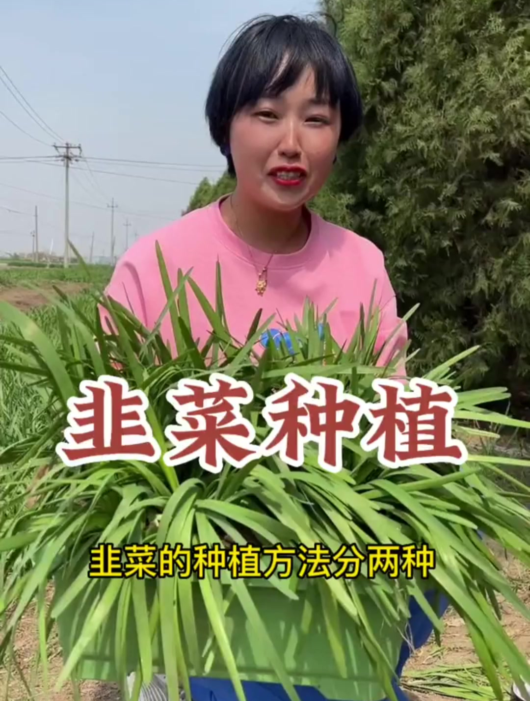 韭菜的种植方法拿走