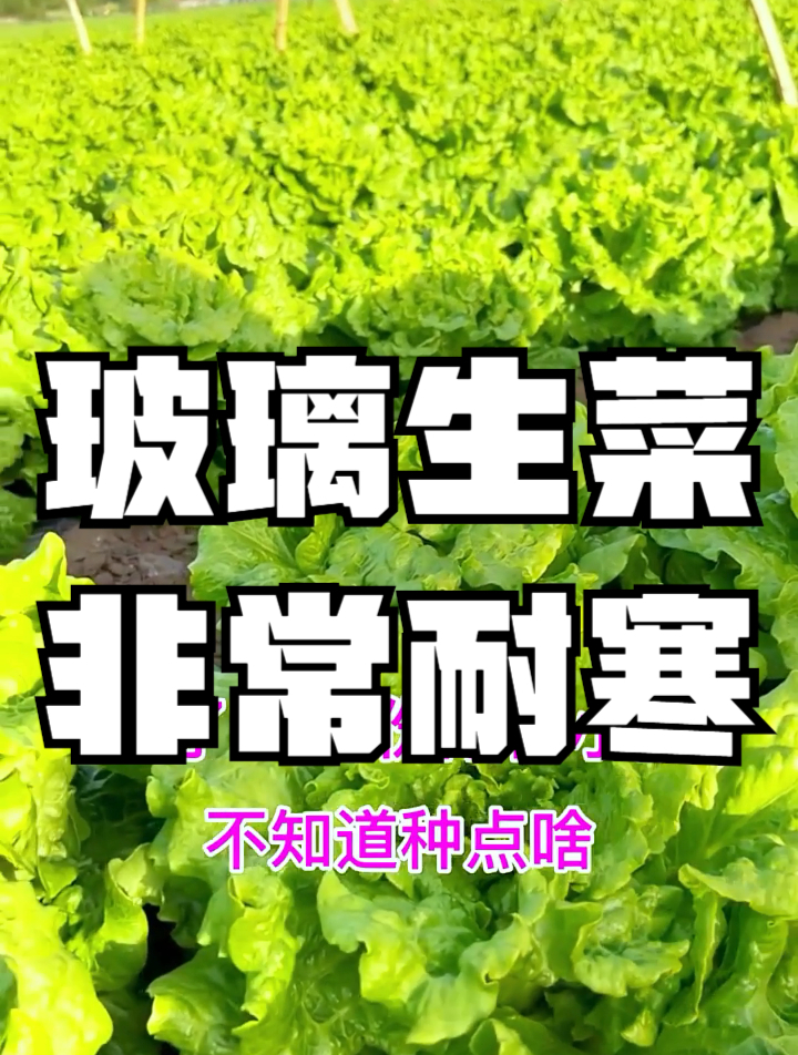 韩国生菜200元一片?烤肉店限量供应,呼唤中国帮忙