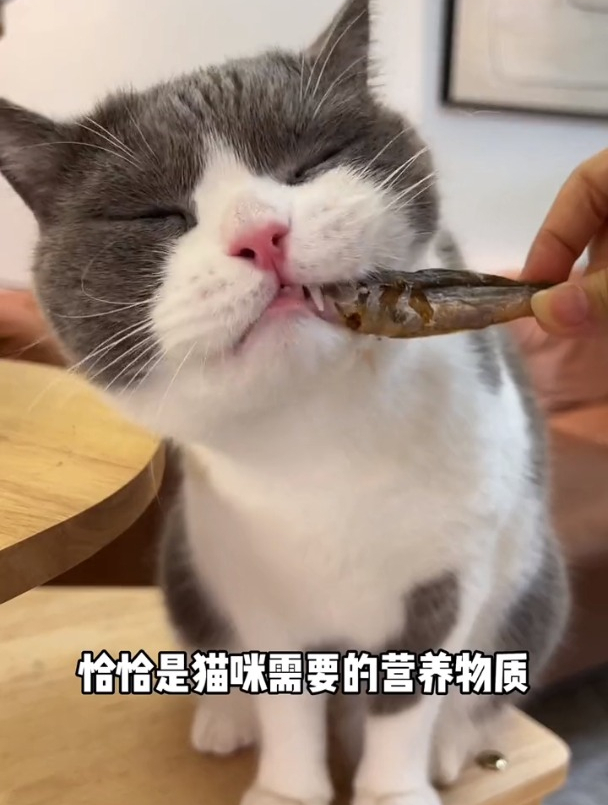 小猫咪不吃鱼,你说它吃什么会开心!