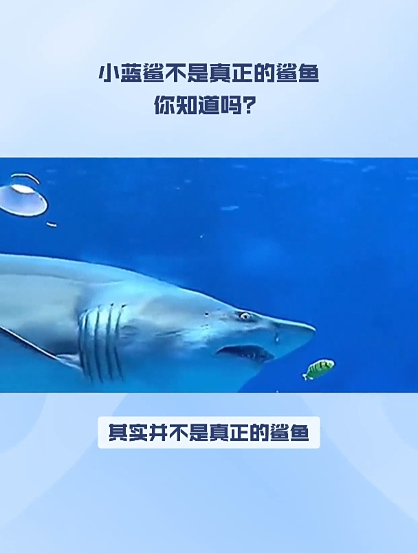 小蓝鲨不好养吗?按照我的方法,养的倍儿棒!