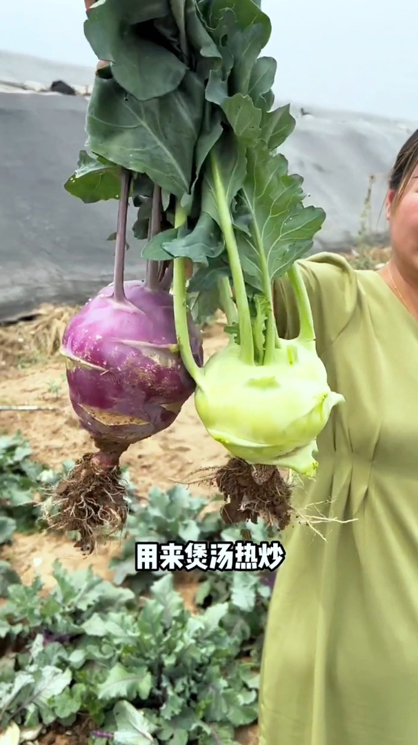 苤蓝种植简单,它的球茎营养丰富,还可当水果吃,阳台小院都可种