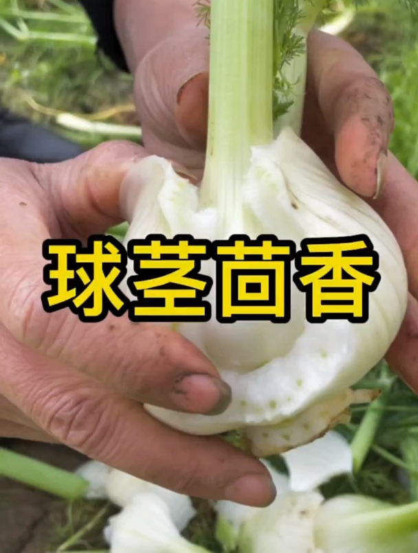 以前当调料现在当水果,茎叶都能吃,这是什么“神奇”的蔬菜!