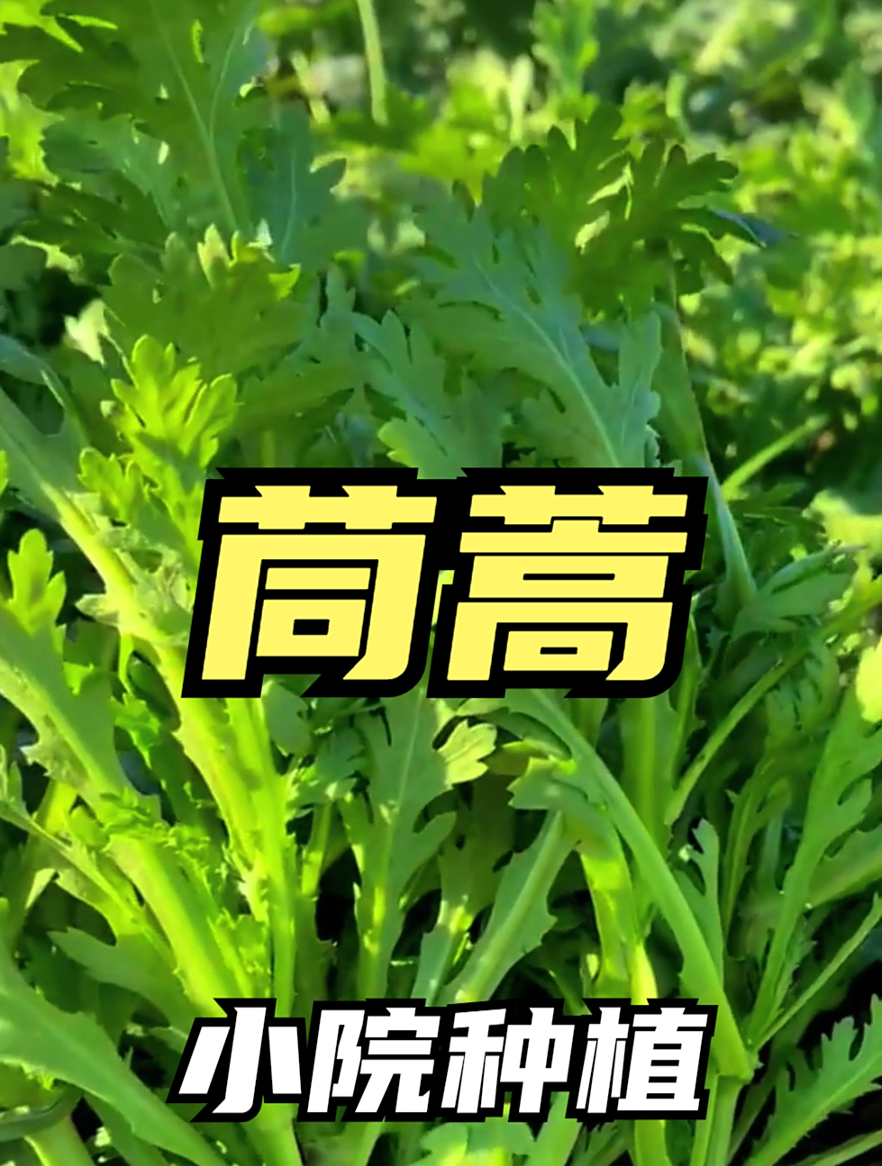 以前茼蒿都是买着吃,这回用菜籽自己种,不用肥,15天就能采收!