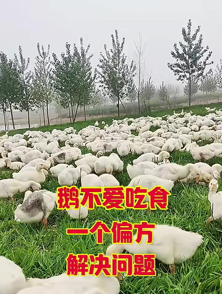 养鹅技术交流分享,鹅不爱吃食,一个偏方解决问题