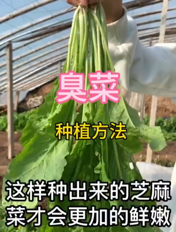 臭菜的种子种植法!