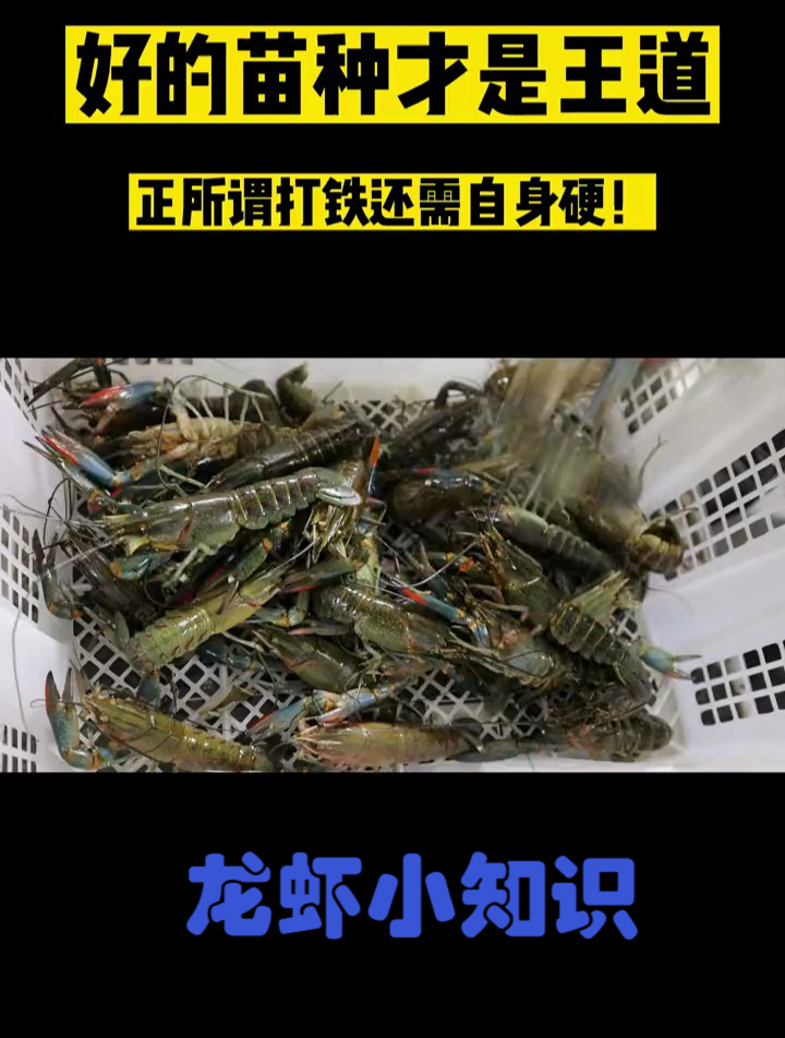 养殖好蓝龙虾,选好苗种是关键!