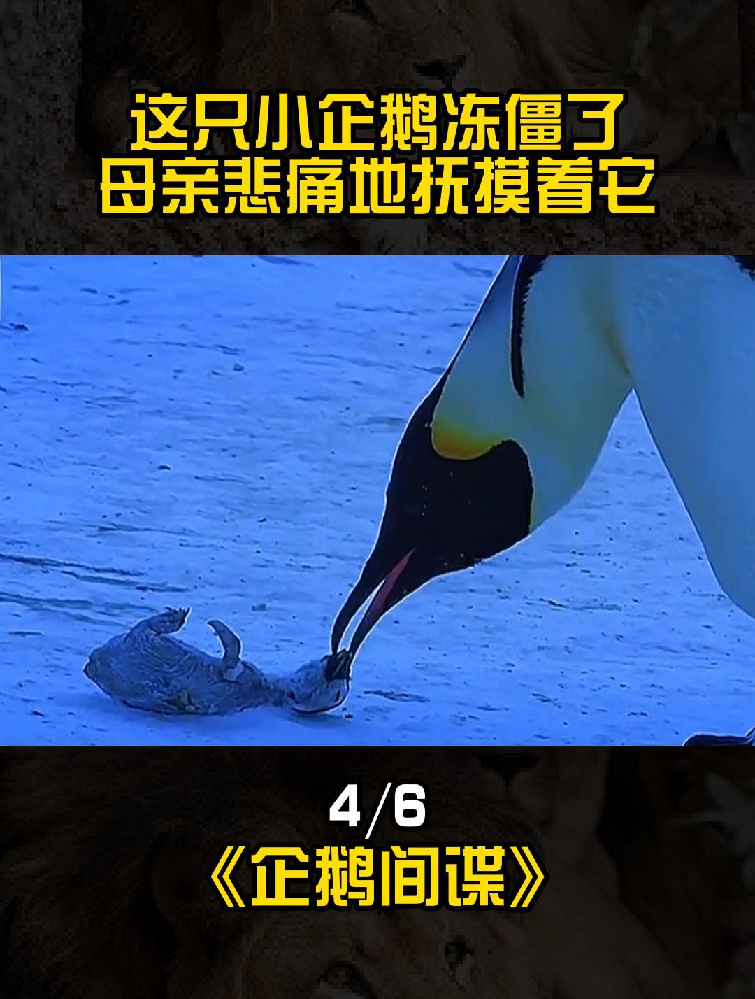 这只小企鹅冻僵了,母亲悲痛地抚摸着它