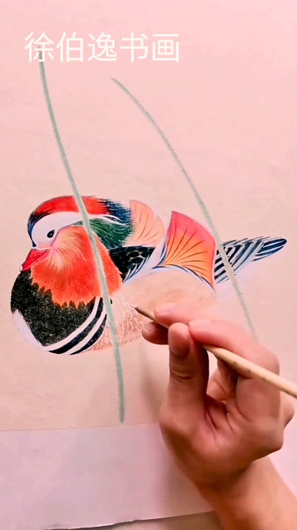 画一只红红火火的红腹锦鸡