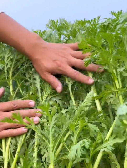 蔬菜中的“极品菜”茼蒿,还有安心神的作用,怪不得都说好东西!