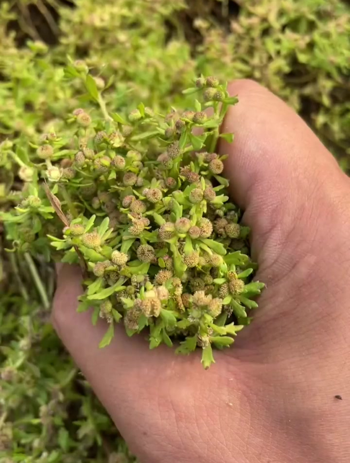 今天给大家分享制作鹅不食草粉的具体步骤,这六步大家一定要