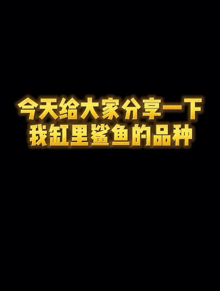 给大家分享一下,缸里的鲨鱼品种鲨鱼