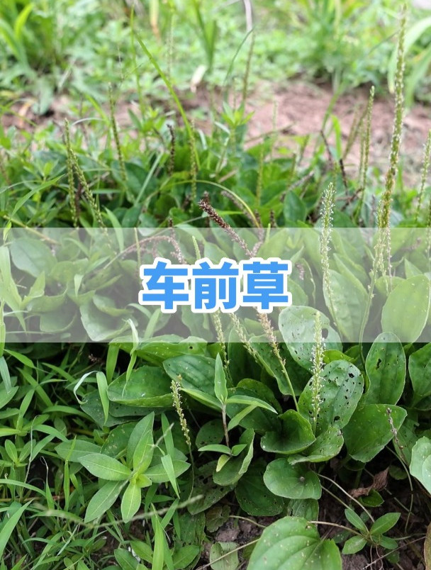 上海中医药大学教授王海颖讲解:车前草