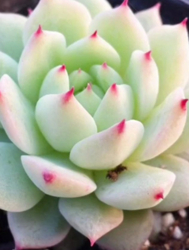 盘点五大超级父本母本亲本多肉:静夜 雪莲 花月夜 大和锦 卡罗拉