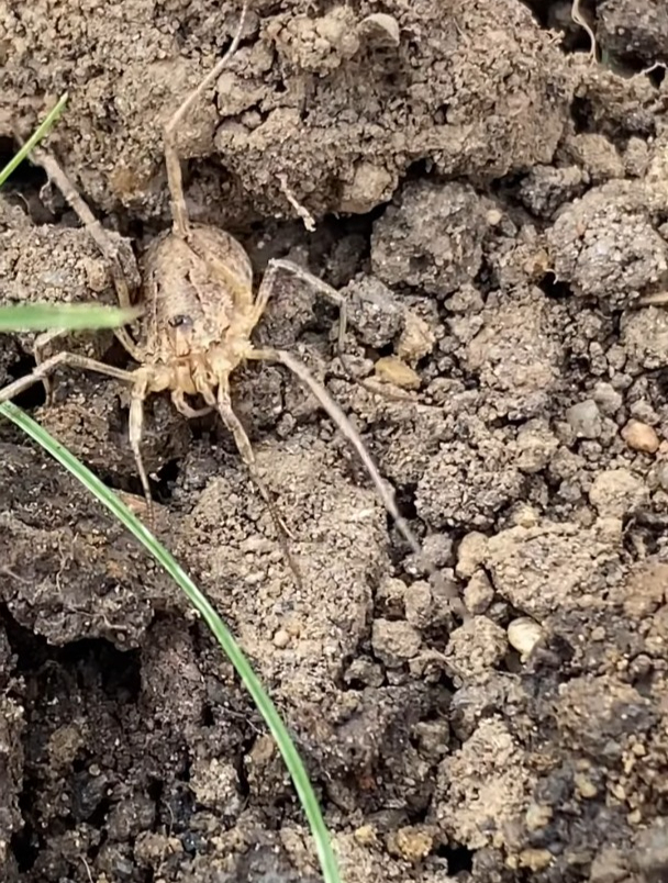 鸡爪兰也被称为普通收割者,棕色收割者和长腿爸爸