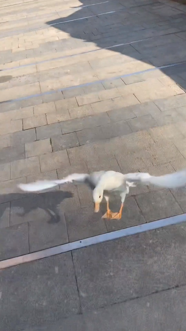 先不说了 抓鸭子去了