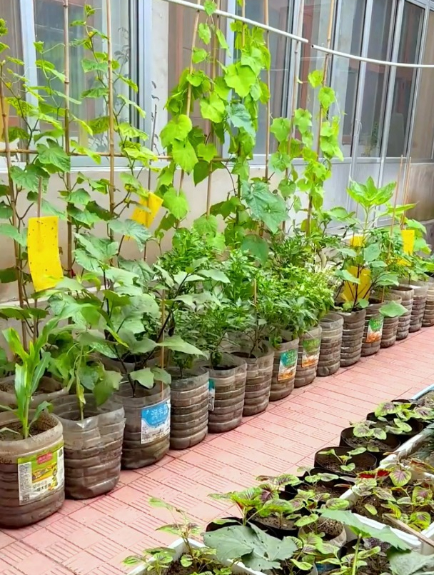 种在阳台爬满院,比绿萝好养比白菜好吃,它就是入口弹牙的木耳菜