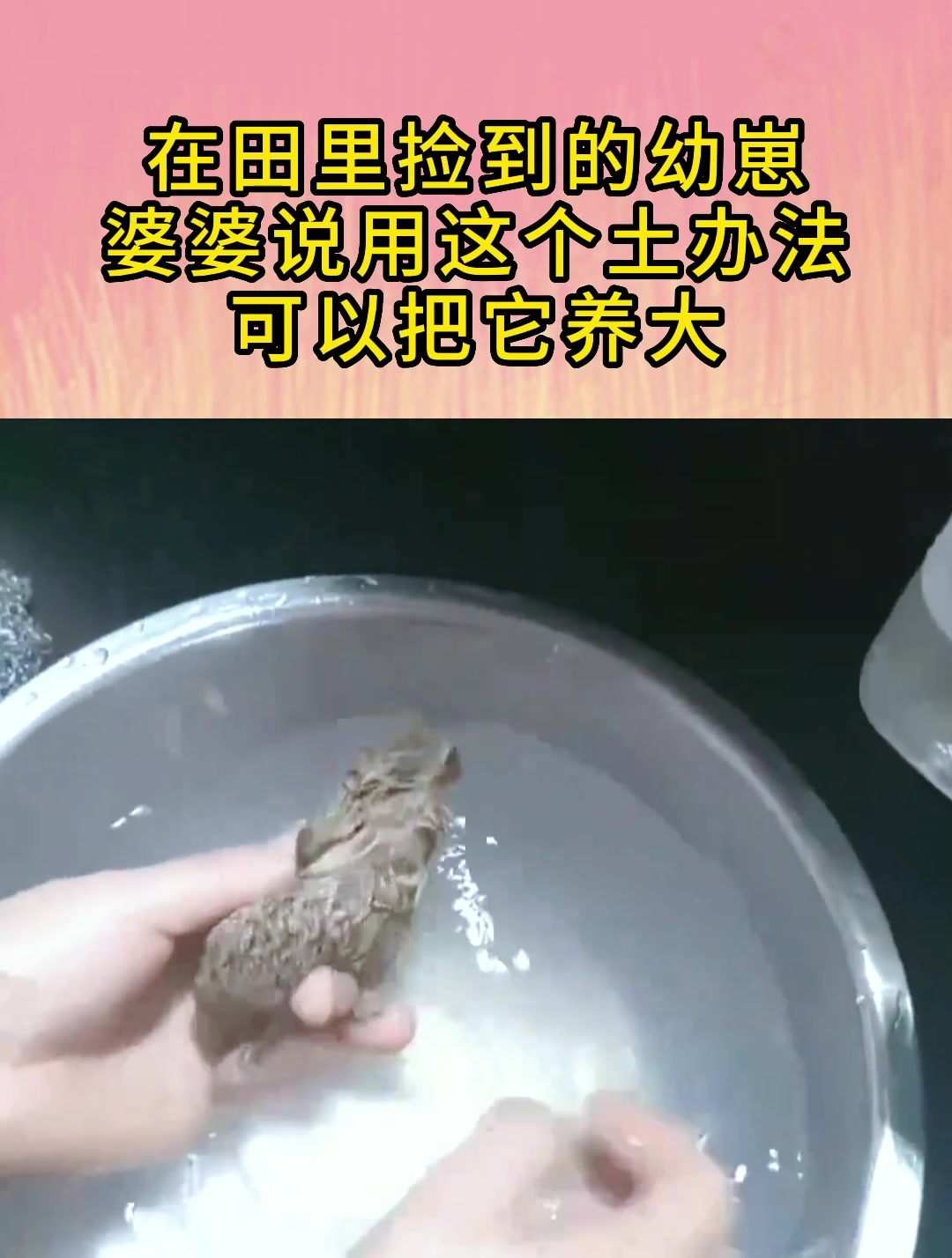 在田里捡到的幼崽,婆婆说用这个土办法,可以把它养到长大!