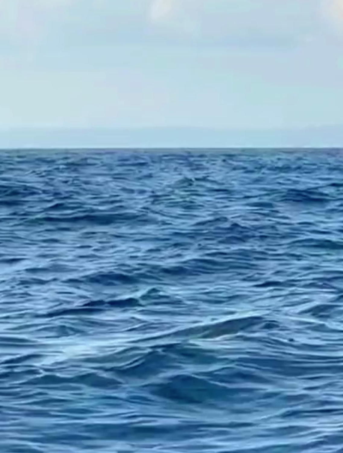 网友在海上偶然拍到鲸鱼出水一幕,网友:来自视觉上的震撼