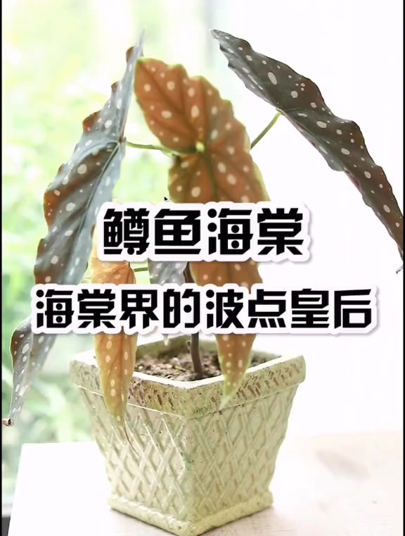 新晋网红室内观叶绿植——鳟鱼海棠