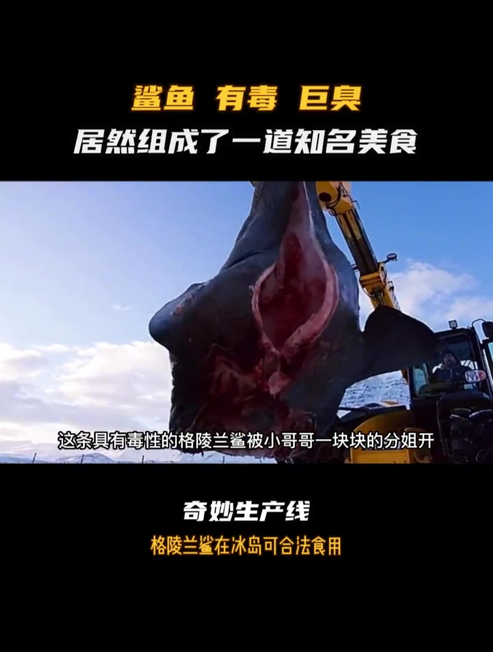 冰岛发酵鲨鱼到底是什么味道!关注更多精彩内容
