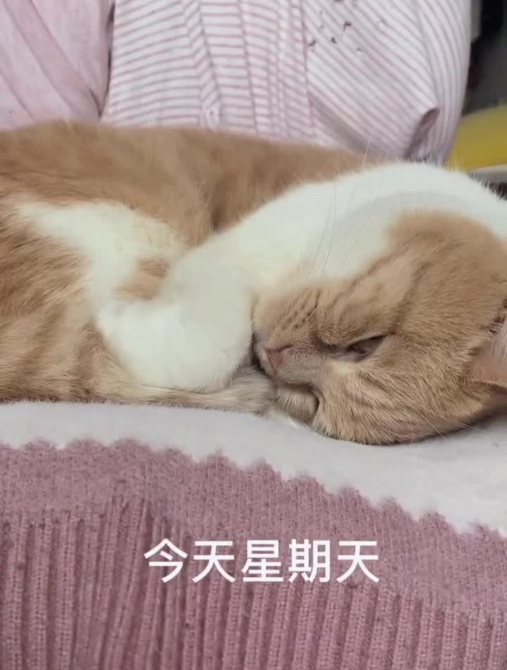 萌知计划猫咪睡觉姿势梦见大鸡腿,大冻干、大鱼、大肉!