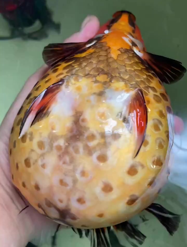 大肚子金鱼