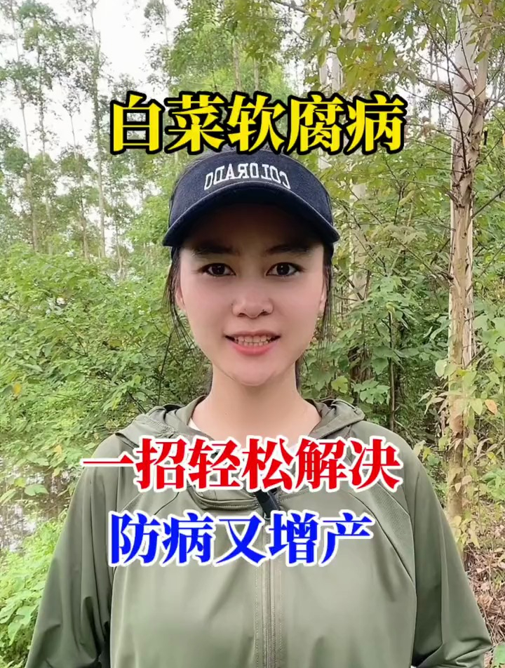 白菜软腐病,一招轻松解决,防病又增产