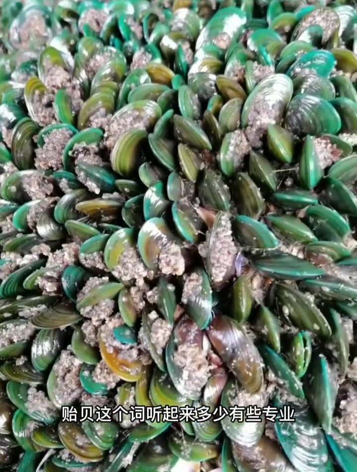 这种贝壳你们那里叫什么海鲜美食诱惑你 我爱吃海鲜
