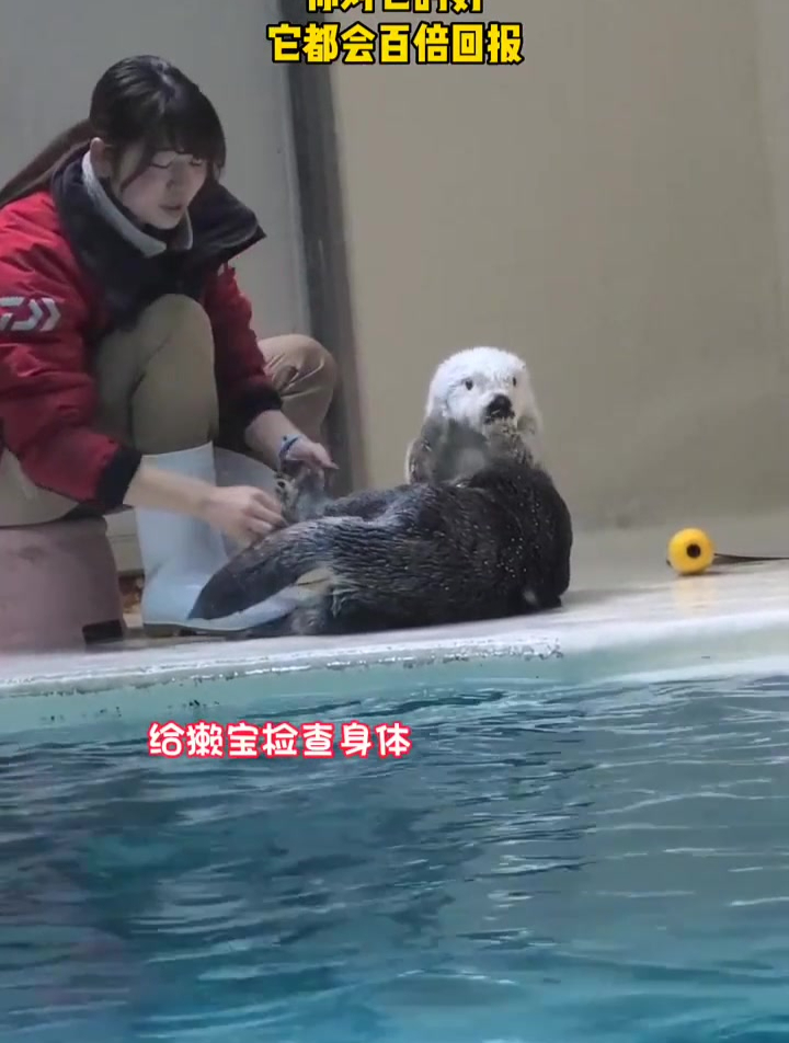 歌曲落叶等风停 姐姐给海獭吃的,检查身体,海獭宝宝作为回报