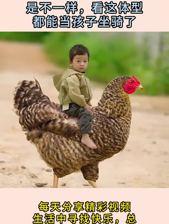 吃了激素长大的鸡就是不一样,看这体型,都能当孩子坐骑了