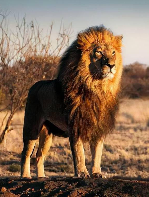 蜜蜂的天敌!蜂鹰单挑整个马蜂群,在数千只马蜂围攻下撕扯蜂巢2