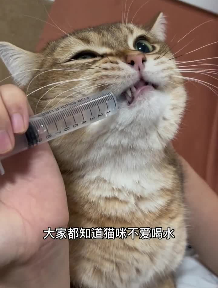 毛孩子不爱喝水家长一定要重视科学养宠攻略皇家处方粮猫结石