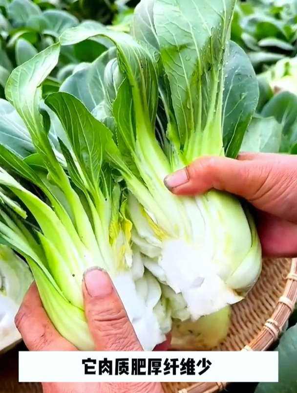 这种小油菜,矮脚黑叶口感好,一斤之价堪比猪肉!