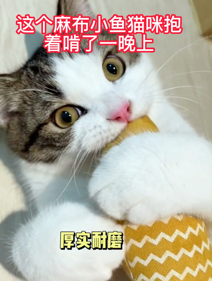 这个麻布小鱼猫咪抱着啃了一晚上,哈哈哈~