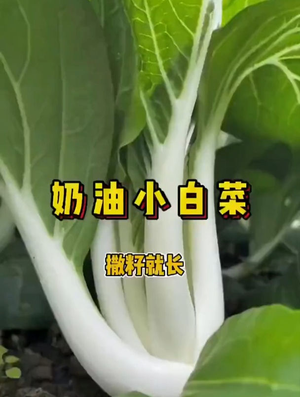 比牛肉还贵的白菜,撒上种子,19天就能上桌,全季可种!