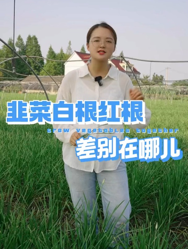 种韭菜,白根和红根的区别到底在哪儿?